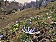 50 Dente di cane-Erithronium dens- canis al Rif Mone Zucco ai Foppi